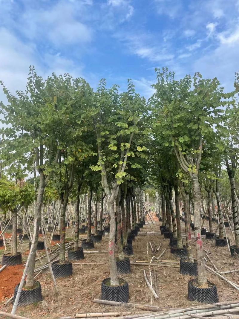 精品宫粉紫荆基地直发品质保证一手货源量大从优