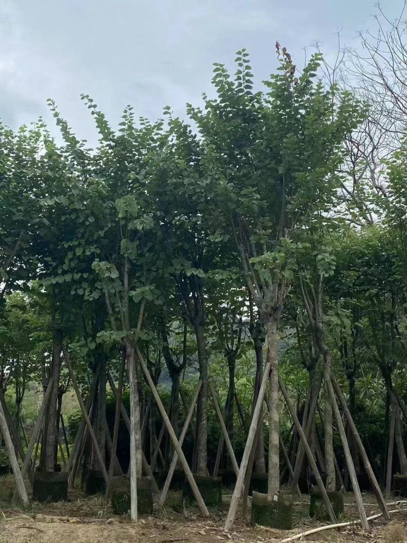 精品宫粉紫荆基地直发品质保证一手货源量大从优