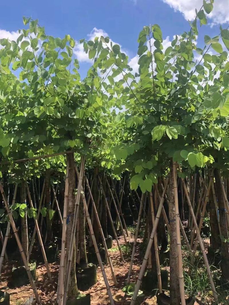 精品宫粉紫荆基地直发品质保证一手货源量大从优