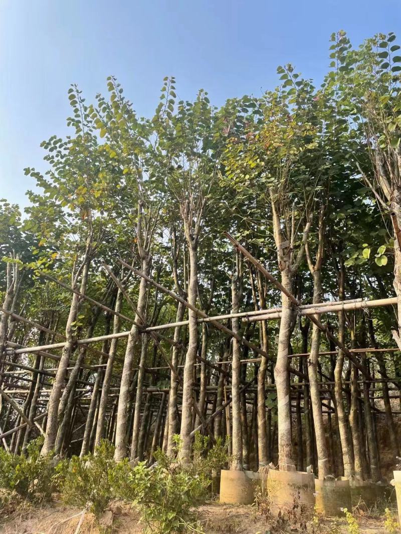 精品宫粉紫荆基地直发品质保证一手货源量大从优
