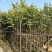精品宫粉紫荆基地直发品质保证一手货源量大从优