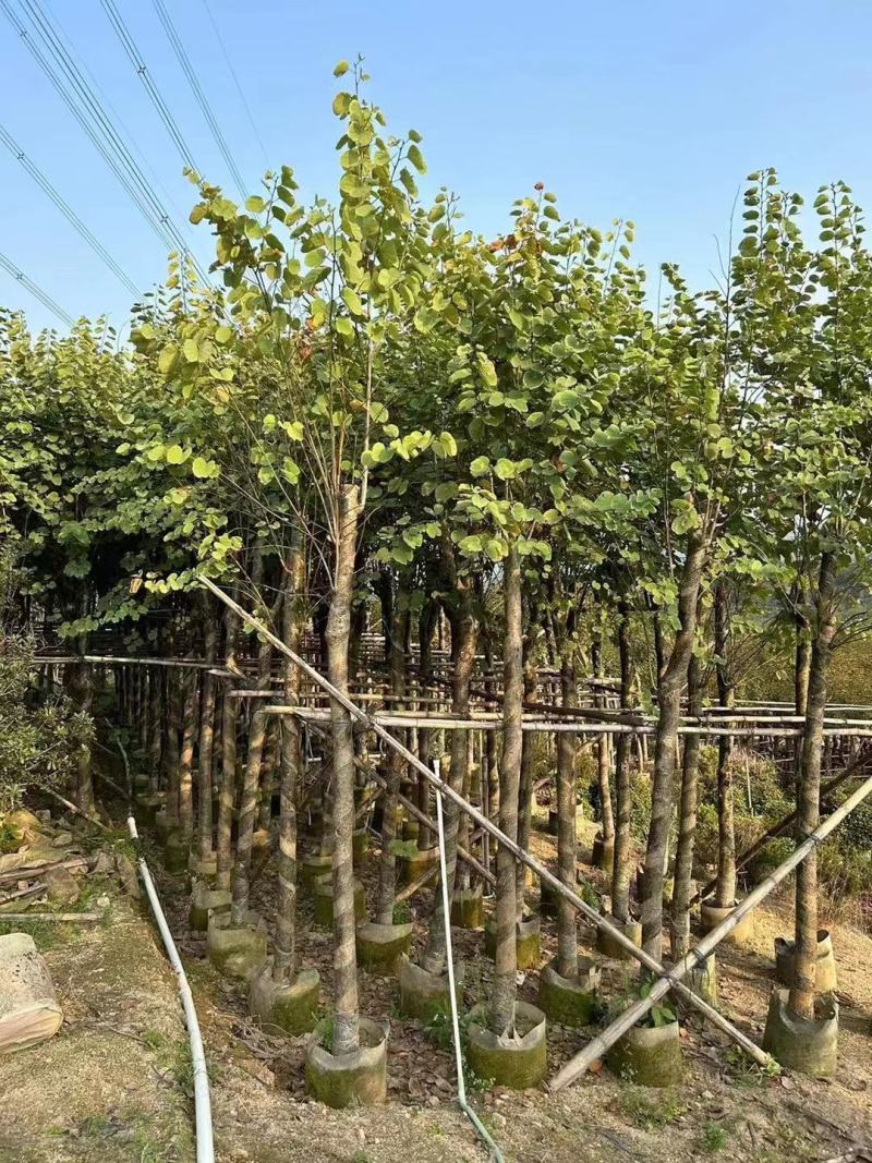 精品宫粉紫荆基地直发品质保证一手货源量大从优