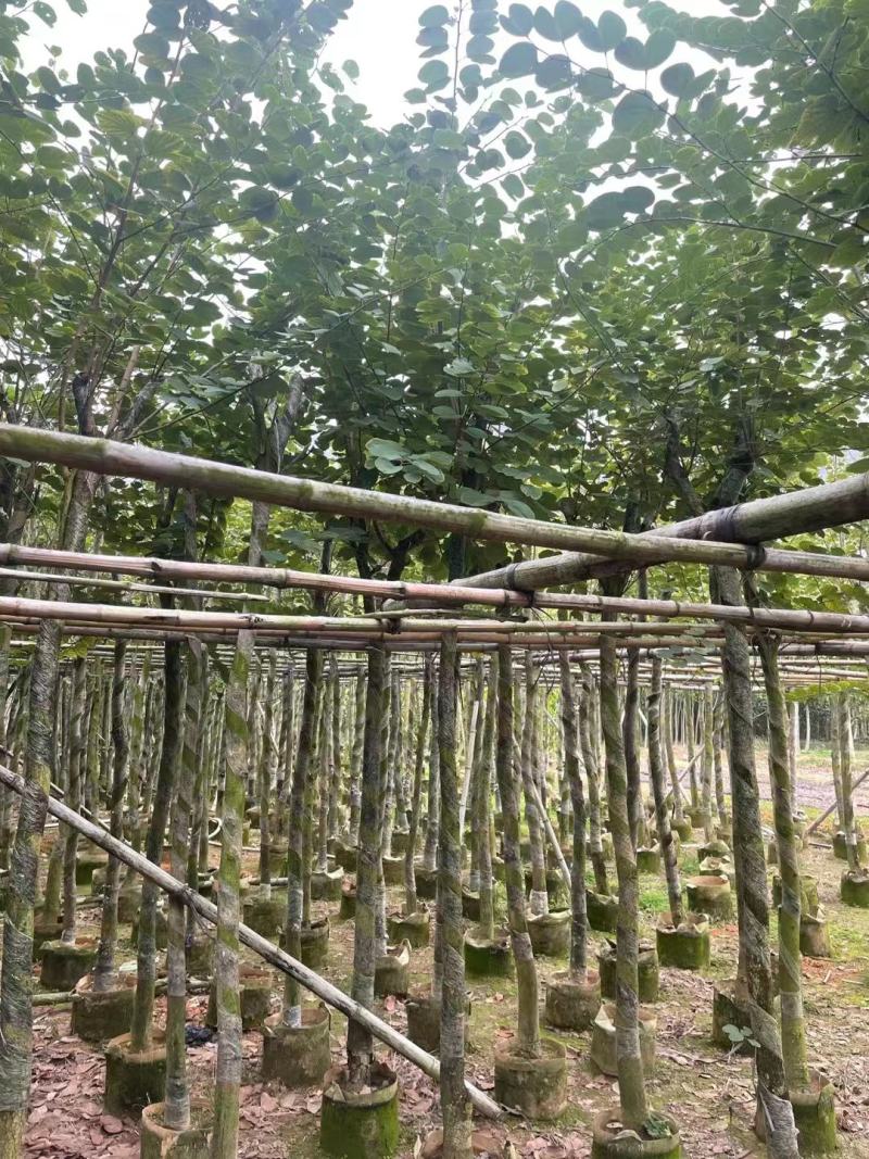 精品宫粉紫荆基地直发品质保证一手货源量大从优