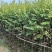 精品宫粉紫荆基地直发品质保证一手货源量大从优