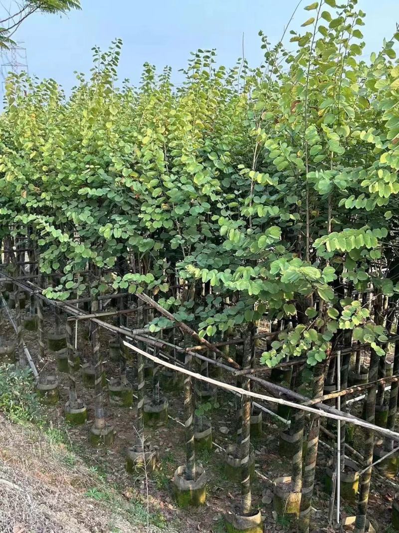 精品宫粉紫荆基地直发品质保证一手货源量大从优