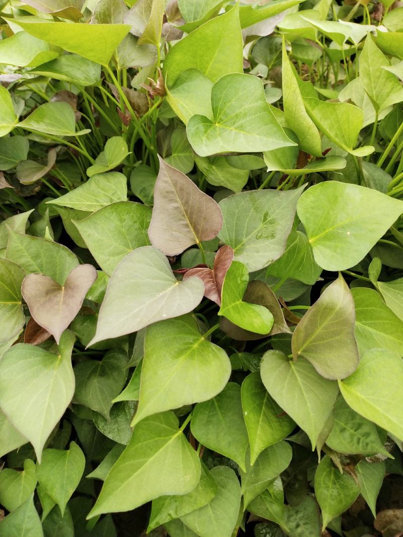 哈蜜红薯苗