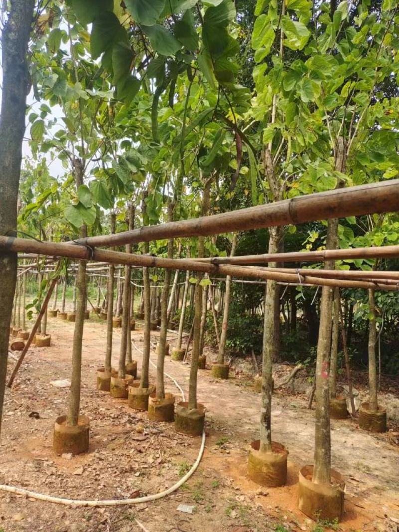 羊蹄甲基地直发品质保证一手货源量大从优欢迎联系