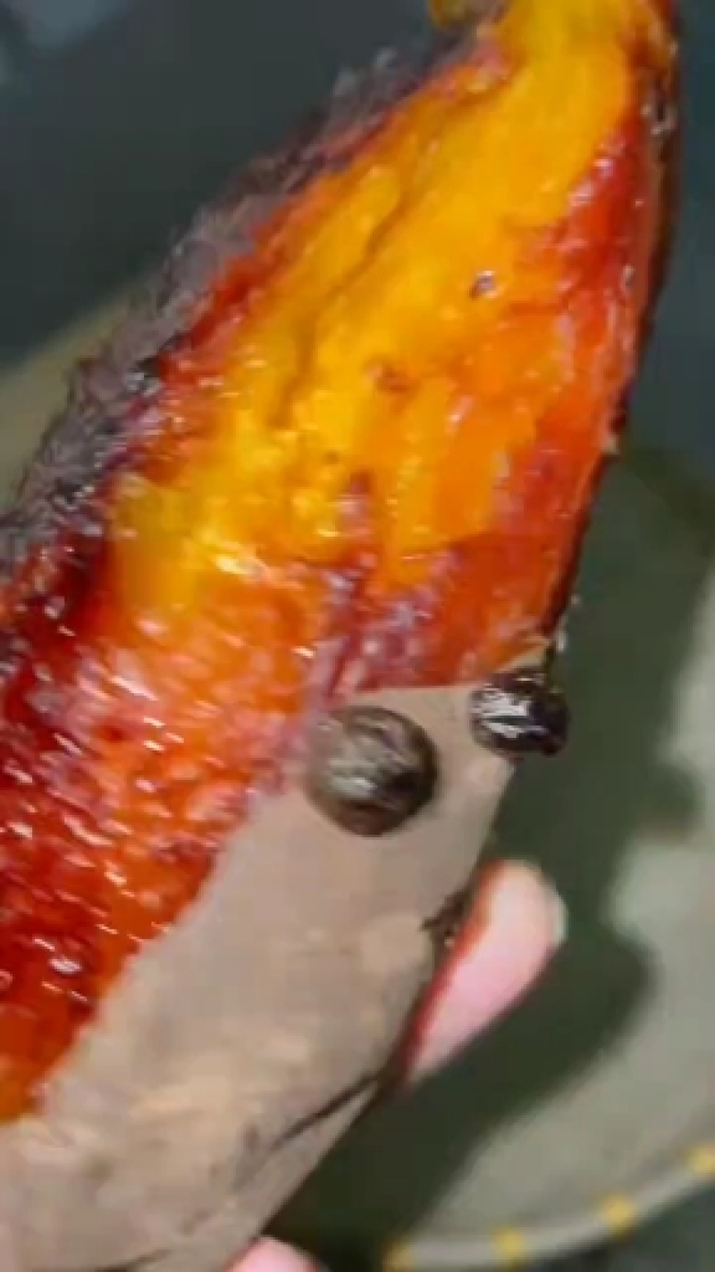 哈蜜红薯苗