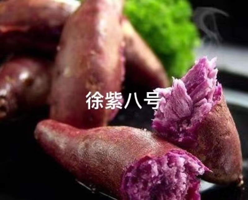 哈蜜红薯苗