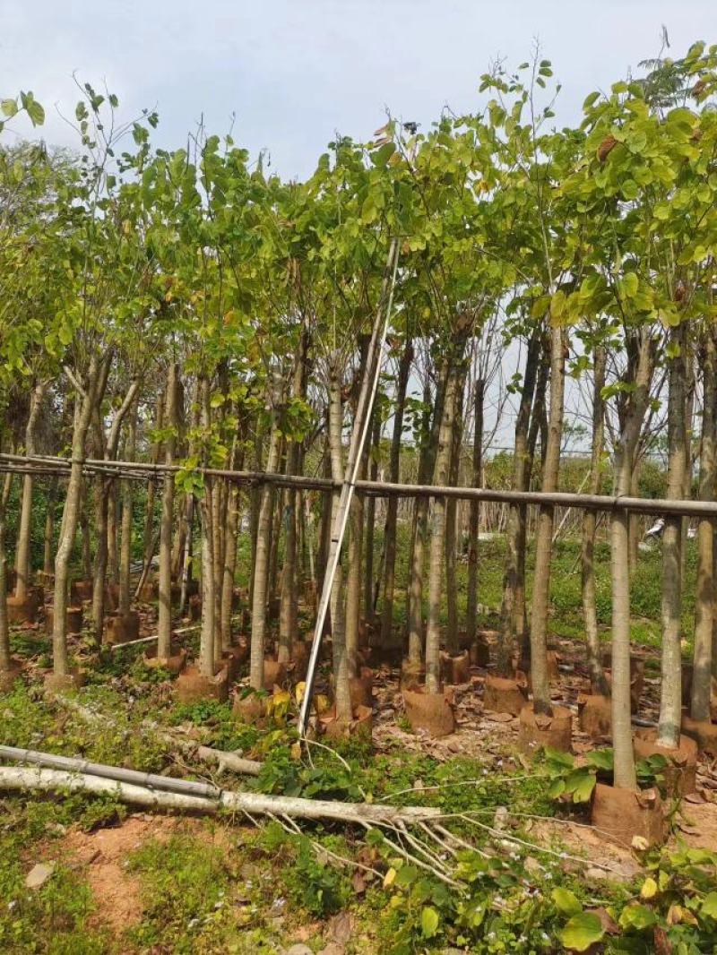羊蹄甲基地直发品质保证一手货源量大从优欢迎联系