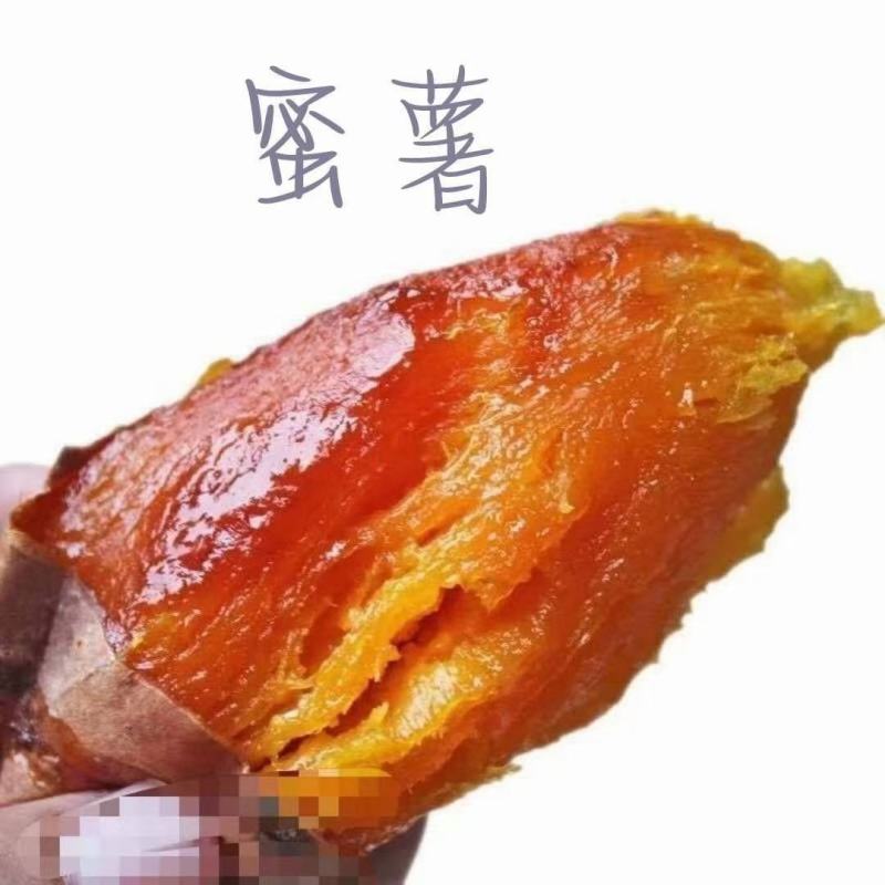 哈蜜红薯苗