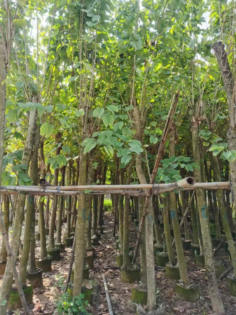 羊蹄甲基地直发品质保证一手货源量大从优欢迎联系