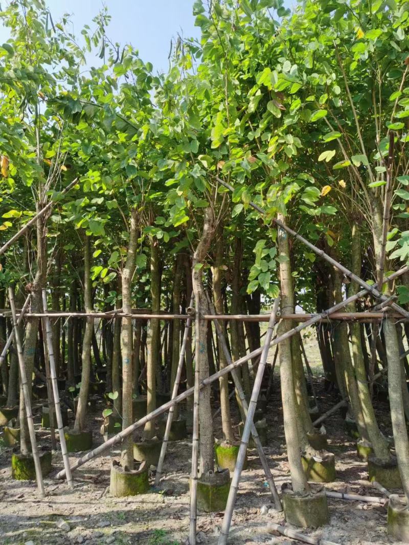 羊蹄甲基地直发品质保证一手货源量大从优欢迎联系
