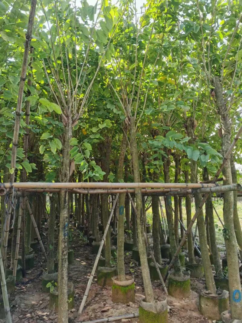 羊蹄甲基地直发品质保证一手货源量大从优欢迎联系
