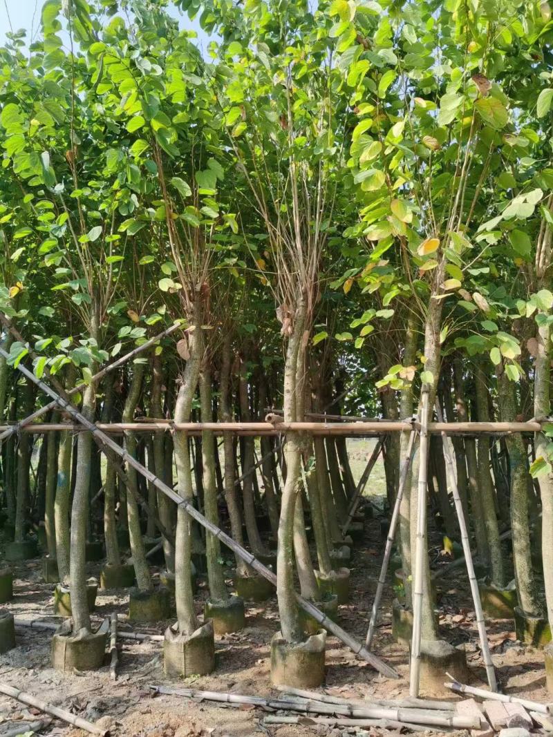 羊蹄甲基地直发品质保证一手货源量大从优欢迎联系