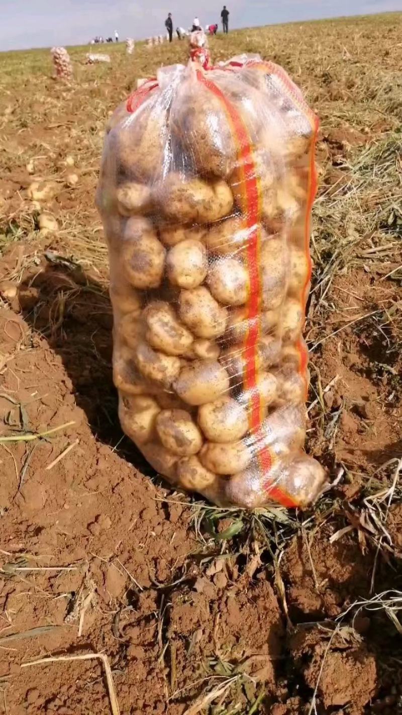 开封通许V7土豆黄皮黄心署形好圆润无黑点纸箱袋装规格全时间长