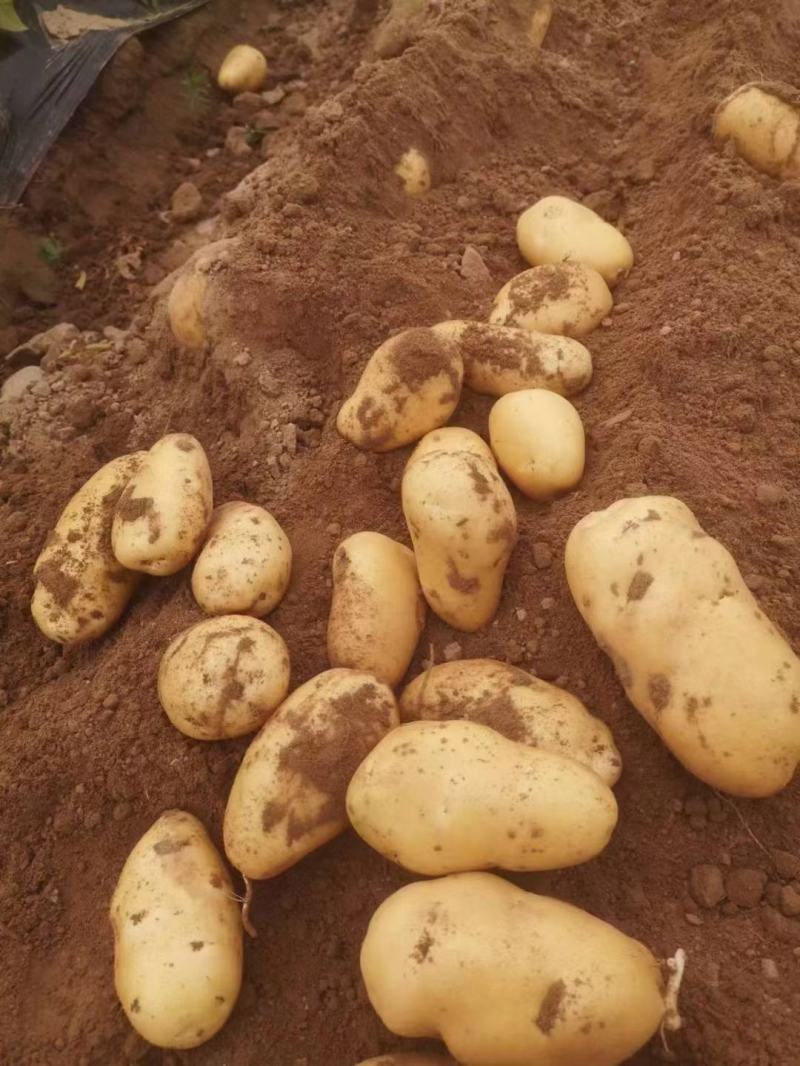 开封通许V7土豆黄皮黄心署形好圆润无黑点纸箱袋装规格全时间长