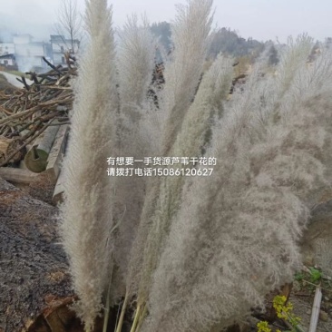 芦苇干花