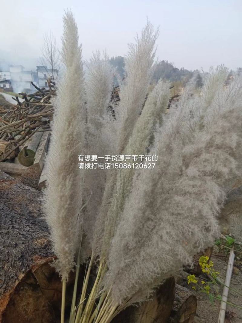 芦苇干花