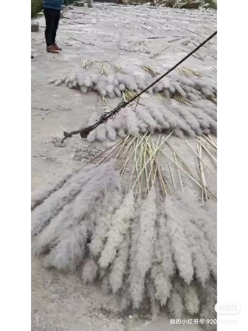 芦苇干花