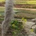 芦苇干花
