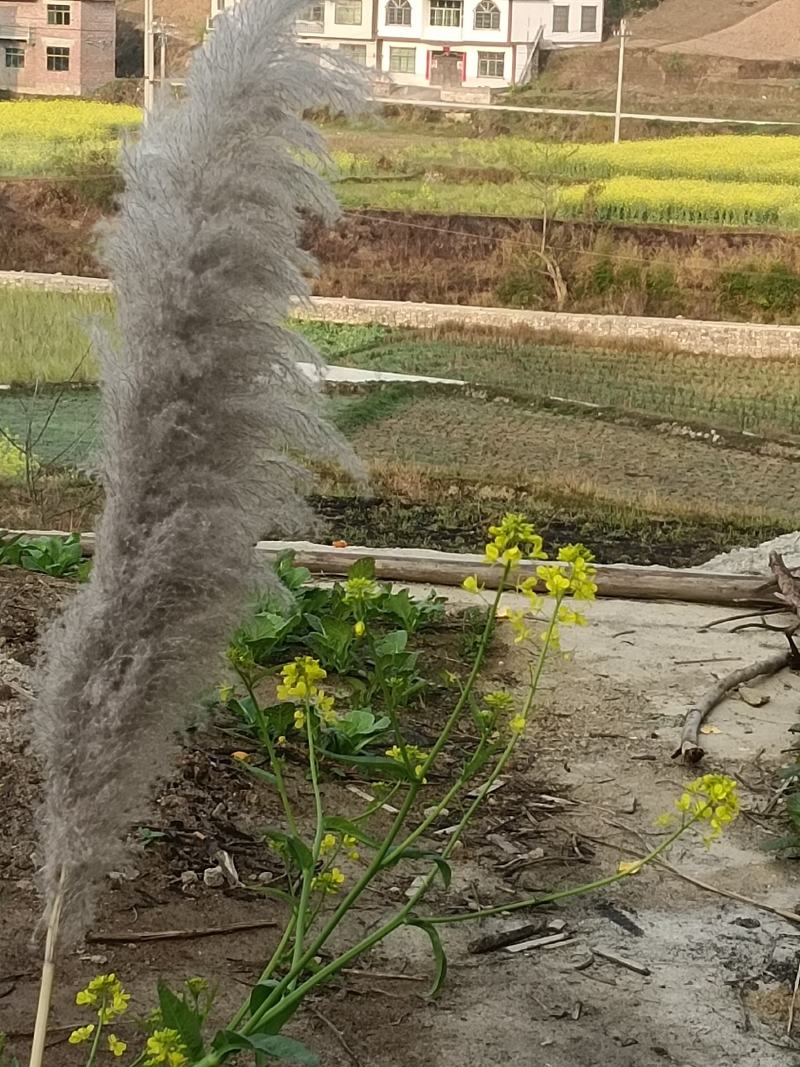 芦苇干花