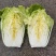 精品黄心大白菜