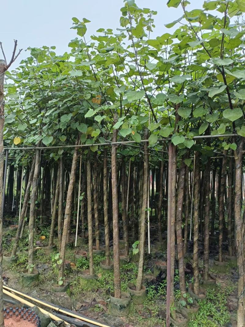 精品黄槿，基地直发，一手货源，质量保证，量大从优欢迎联系