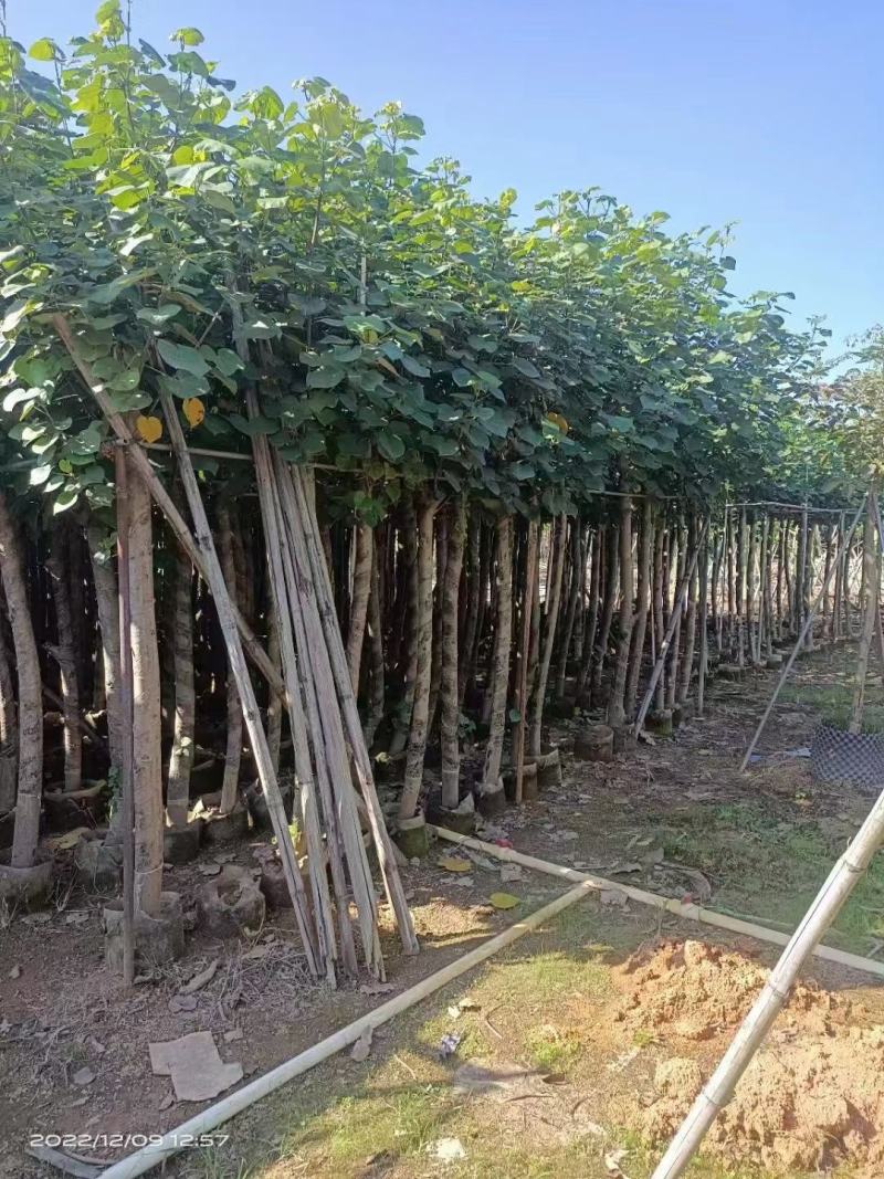 精品黄槿，基地直发，一手货源，质量保证，量大从优欢迎联系