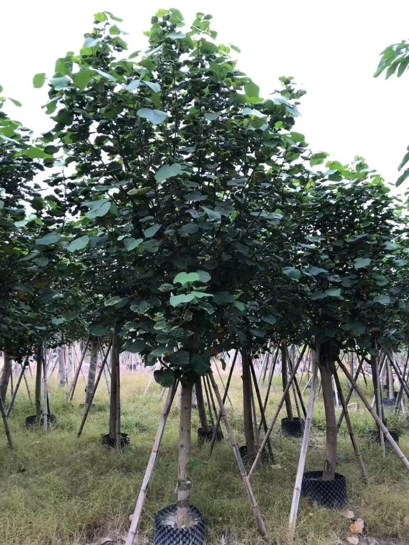 精品黄槿，基地直发，一手货源，质量保证，量大从优欢迎联系