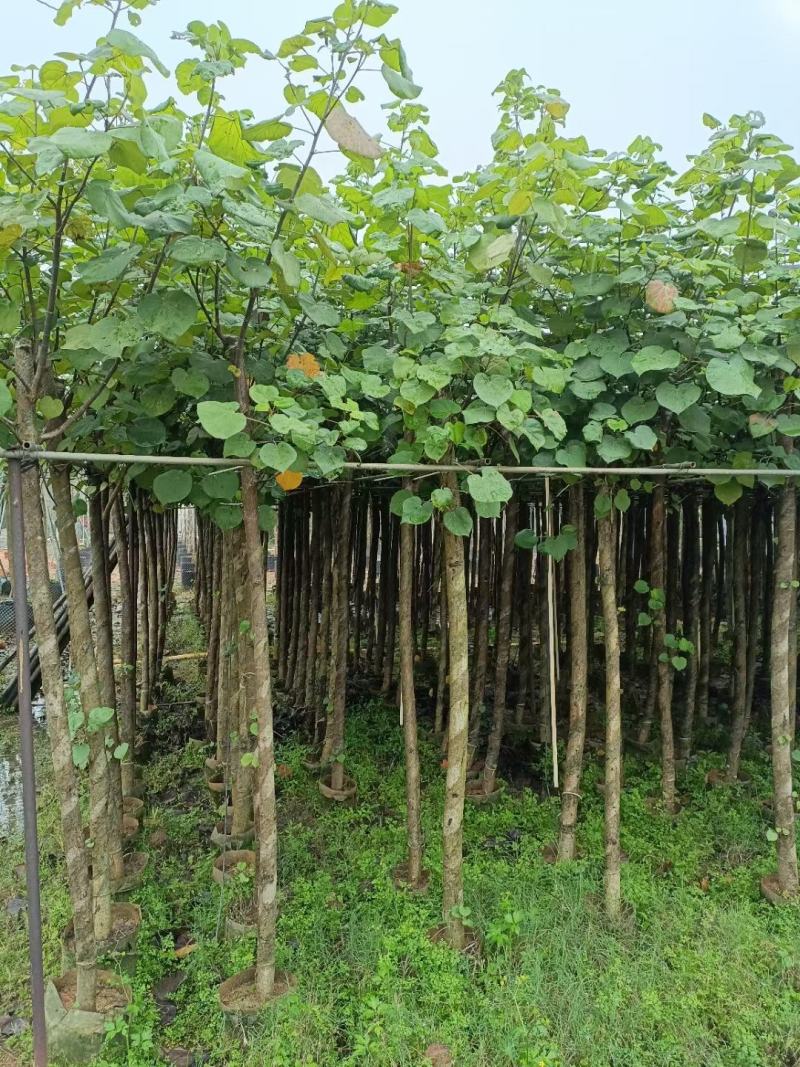 精品黄槿，基地直发，一手货源，质量保证，量大从优欢迎联系