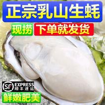 【顺丰包邮】乳山生蚝新鲜乳山牡蛎鲜活带壳海蛎子生蚝批发