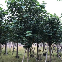 精品黄槿，基地直发，一手货源，质量保证，量大从优欢迎联系
