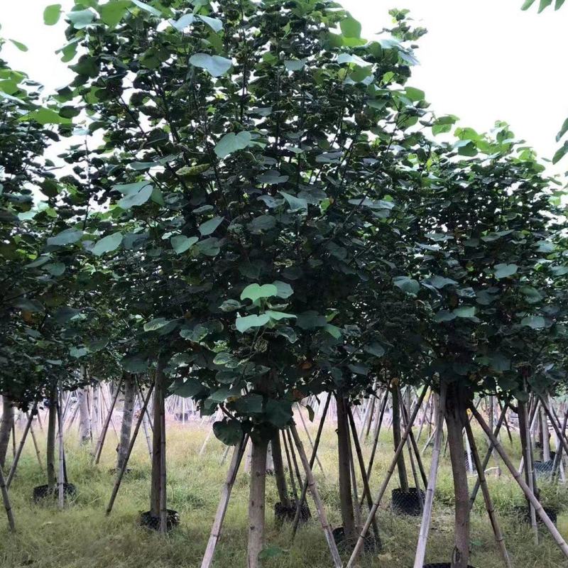 精品黄槿，基地直发，一手货源，质量保证，量大从优欢迎联系