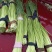 【蒜薹】精品红帽蒜薹小把均匀可加冰长期现货