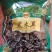 东北黑木耳批发小碗耳秋木耳无根肉厚黑木耳