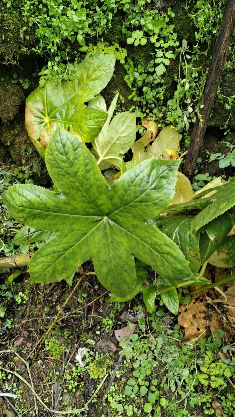 八角莲种苗，成品块茎