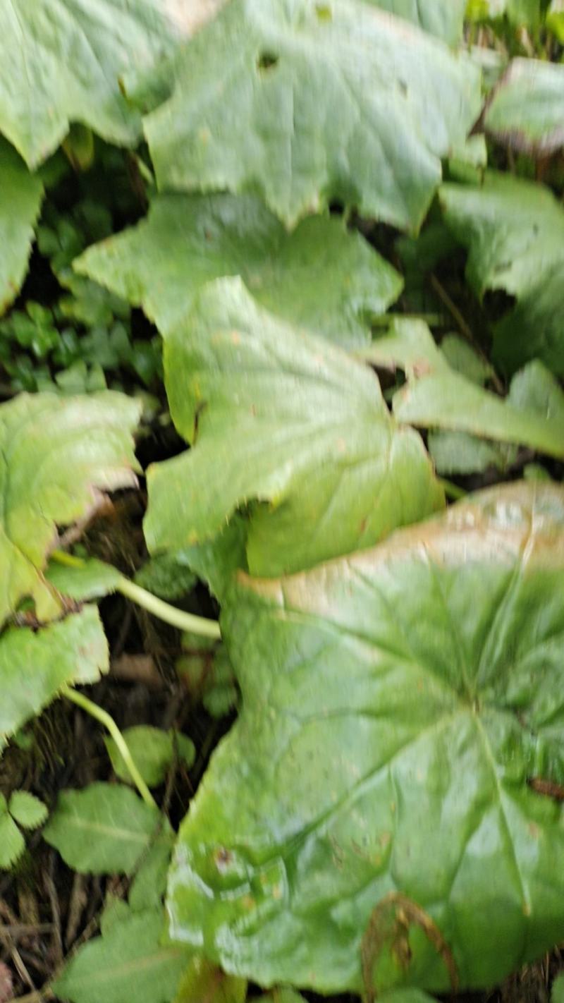 八角莲种苗，成品块茎
