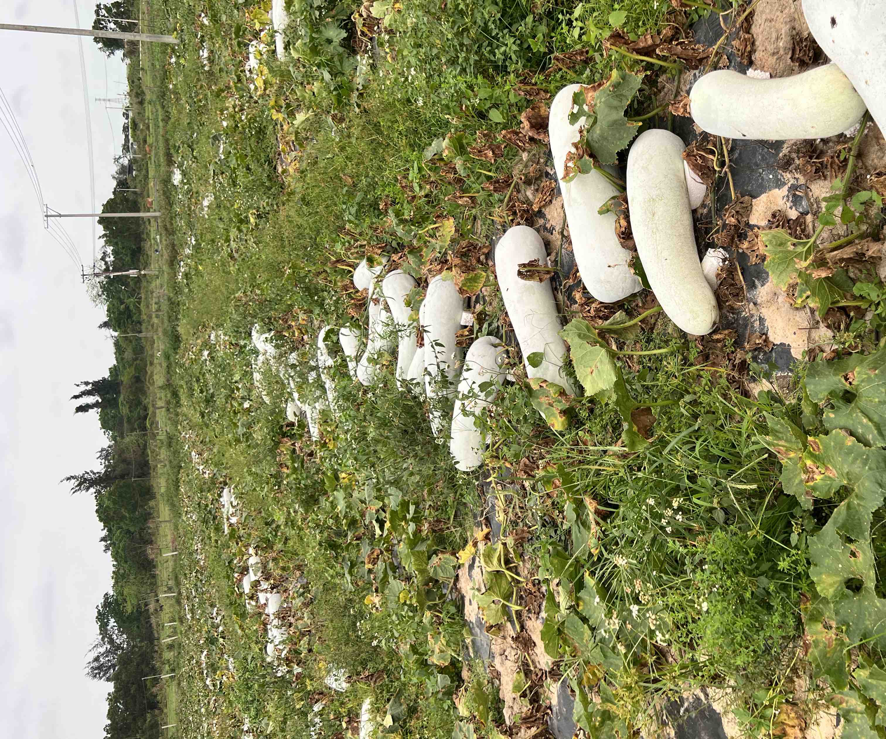 冬瓜与毛瓜植株对比图