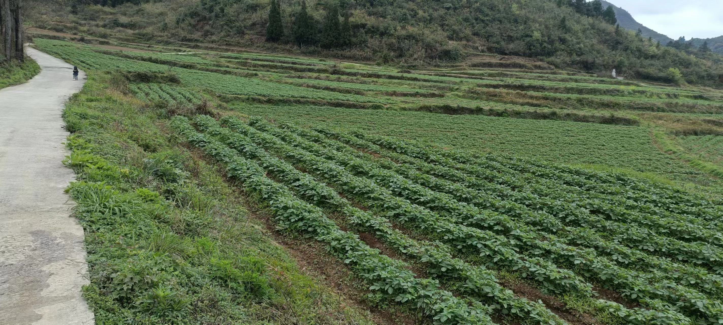 贵州威宁县高原梯田中的富硒土豆种植基地,成片绿油油的土豆植株整齐排列,农民正在田间进行中耕管理,远处可见山地地貌与云雾缭绕的自然环境,体现生态种植条件 富硒土豆田间生长实景图