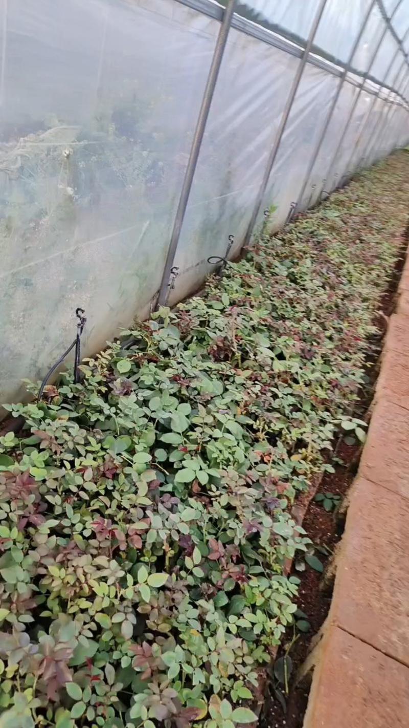 卡罗拉小苗，叶水好，根须发达。易种植易管理，保质保量