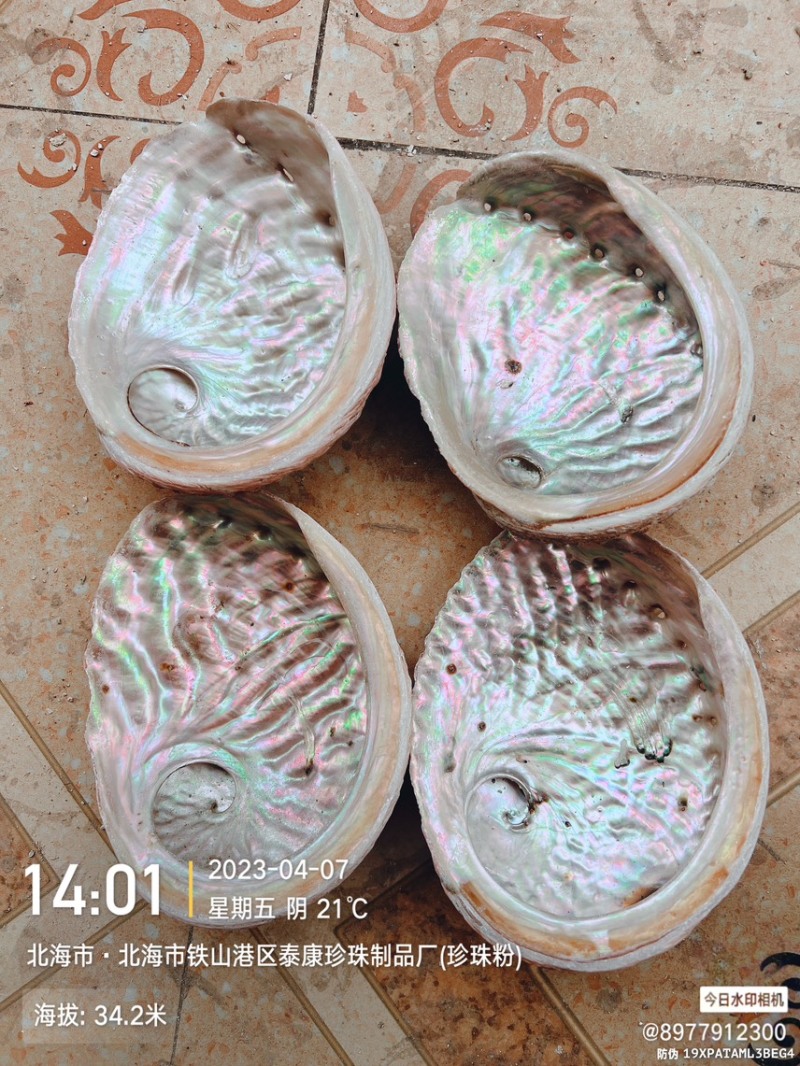 澳洲鲍鱼壳石决明大鲍鱼壳食品素材中药材饮片