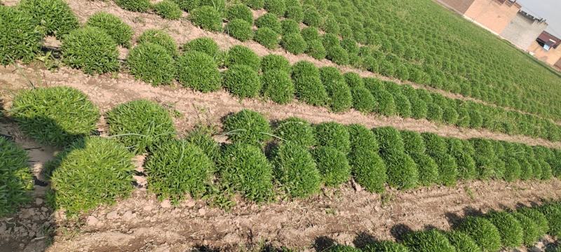 养心菜，菜苗，要的联系，八十亩地，货源充足
