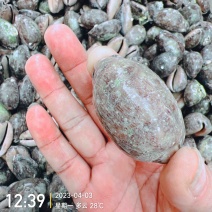 中药材紫贝齿齿贝北海猪仔螺壳既是中药饮片也是工艺品