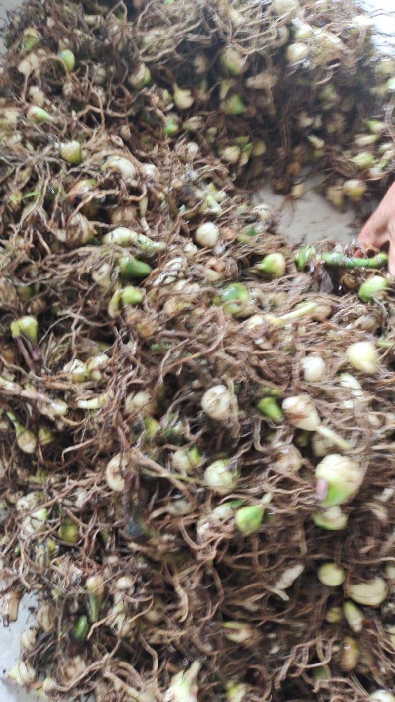 毛慈菇