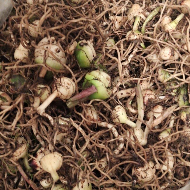 毛慈菇