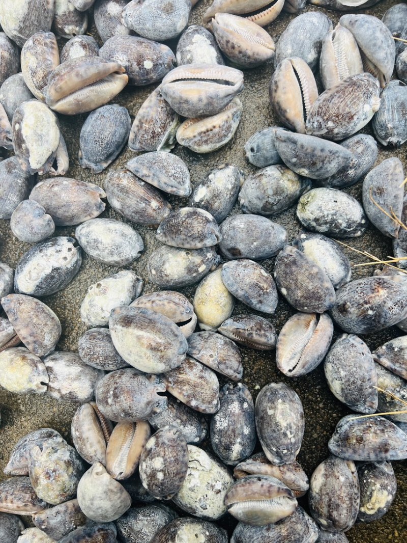 中药材紫贝齿齿贝北海猪仔螺壳既是中药饮片也是工艺品