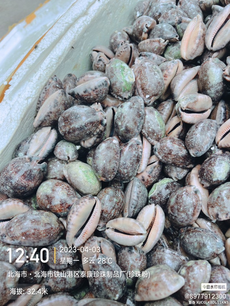 中药材紫贝齿齿贝北海猪仔螺壳既是中药饮片也是工艺品