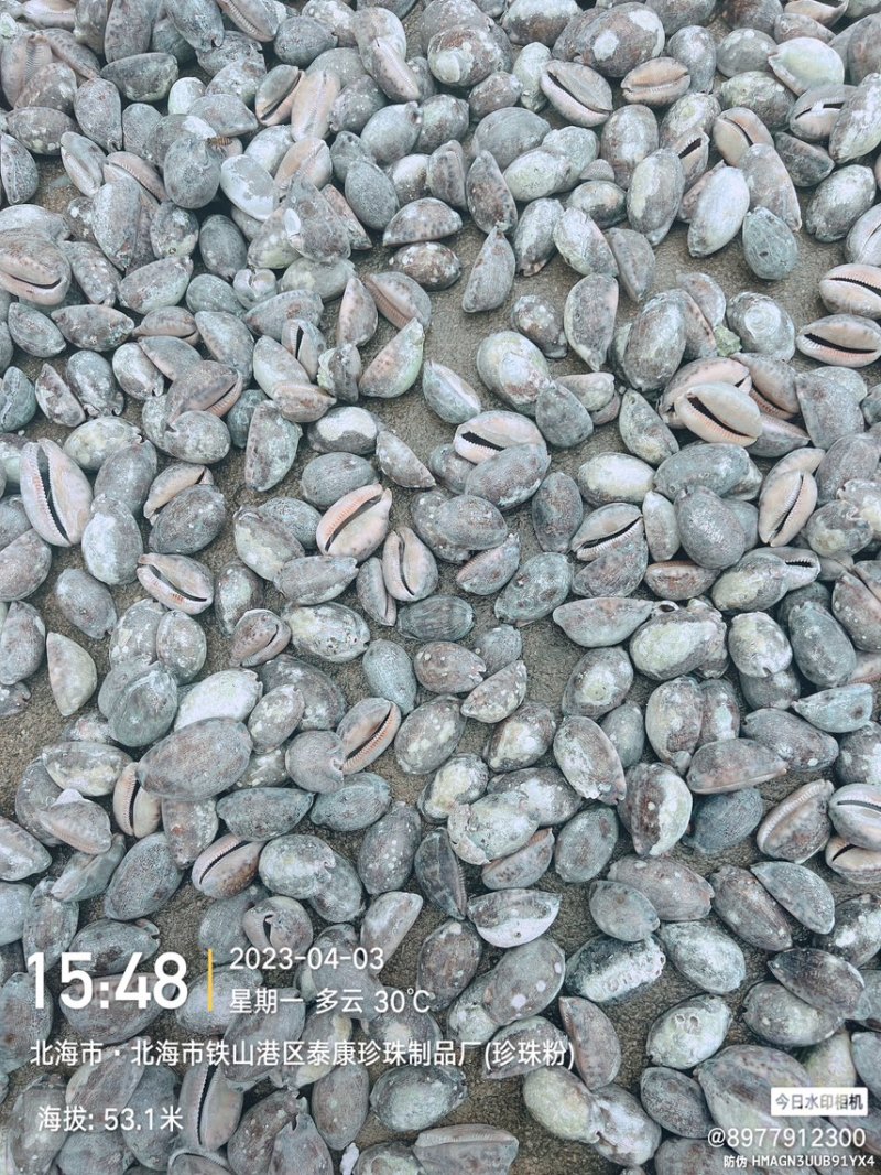 中药材紫贝齿齿贝北海猪仔螺壳既是中药饮片也是工艺品
