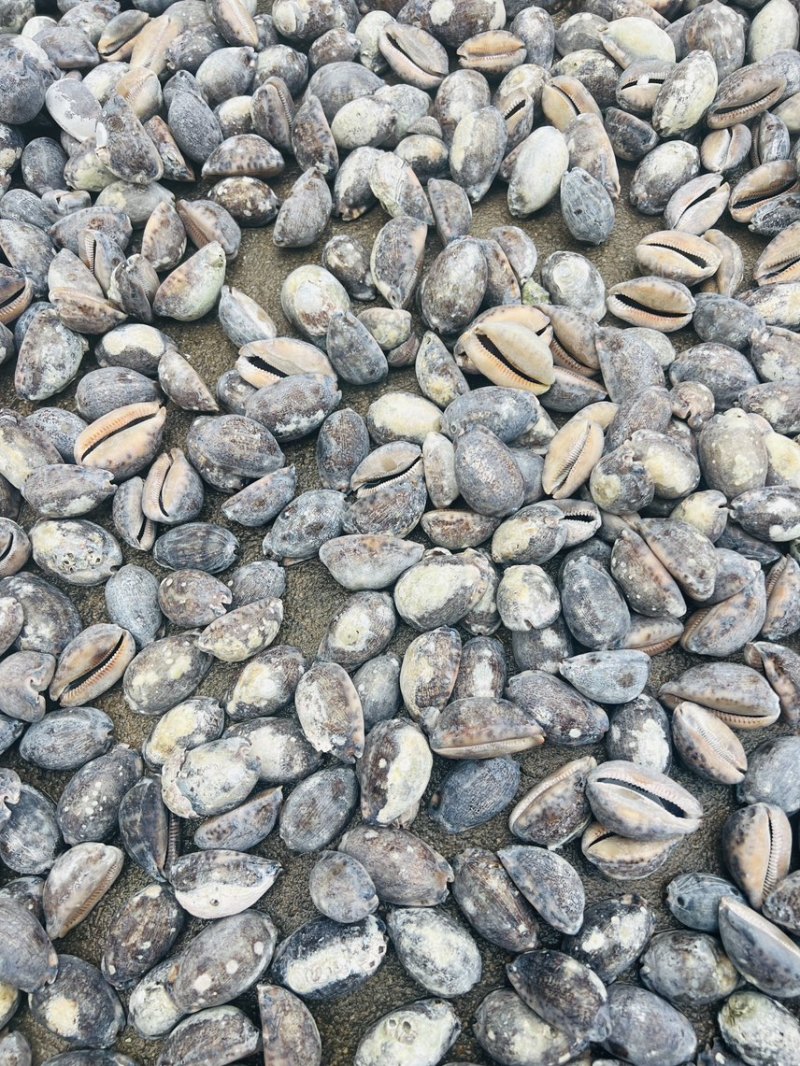 中药材紫贝齿齿贝北海猪仔螺壳既是中药饮片也是工艺品